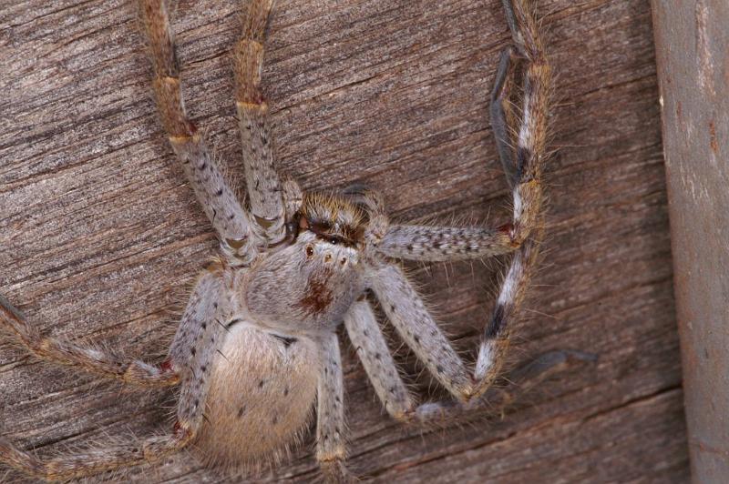 Holconia_ZZ306_D3429_Z_85_E. of Nuendah homestead_Australie.jpg